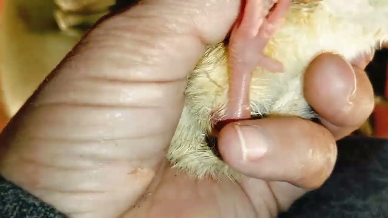 تعالوا شوفوا ال جرالى اشتريف فراخ وبط لرمضان وياريتنى ما اشتريت محدش خاب خبتى😱