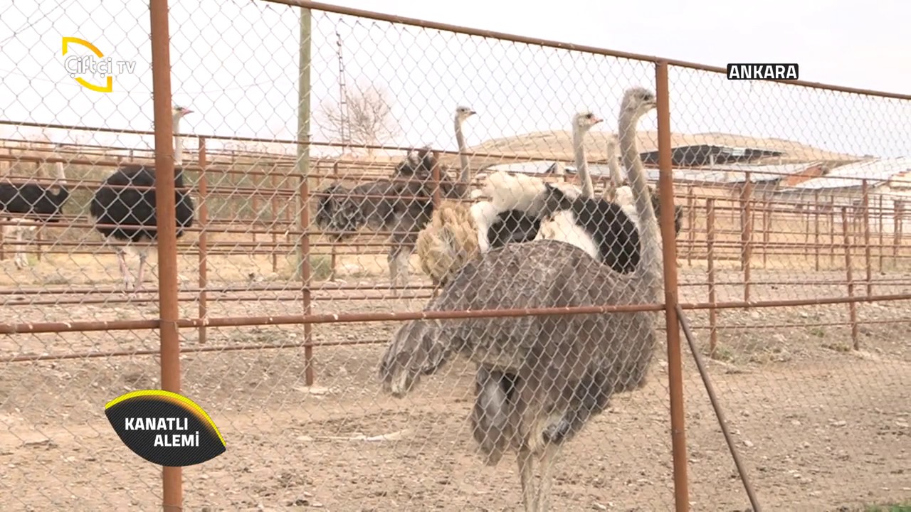 Kanatlı Alemi-Devekuşu Bakımı ve Beslemesi
