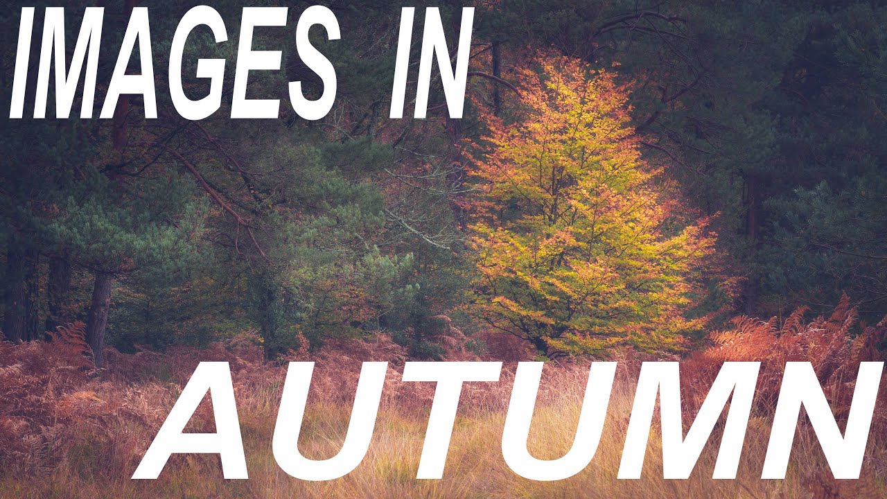 TIPS ON AUTUMN PHOTOGRAPHY | THE NEW FOREST | LANDSCAPE PHOTOGRAPHY