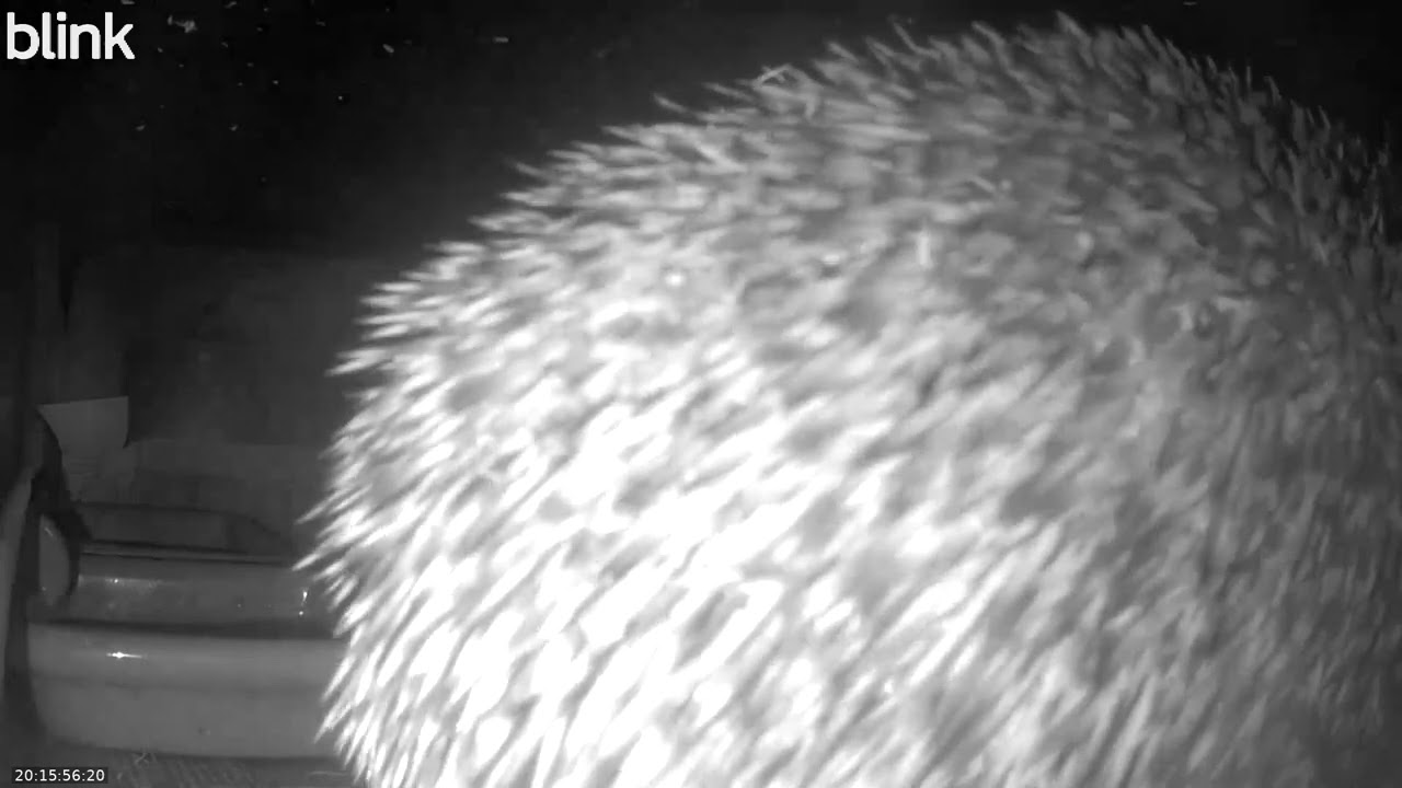 Wild Life Cam Night Of 25 02 2026