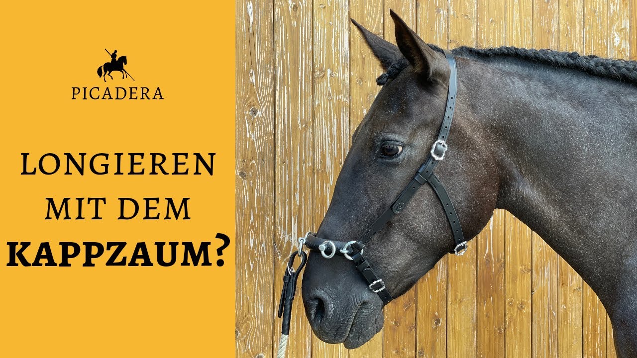 Kappzaum Portuguesa - präzise Hilfengebung beim Longieren
