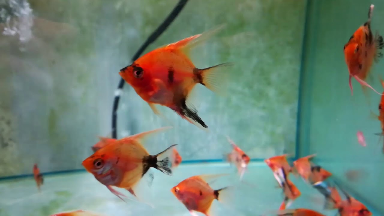 Scalaire red devil