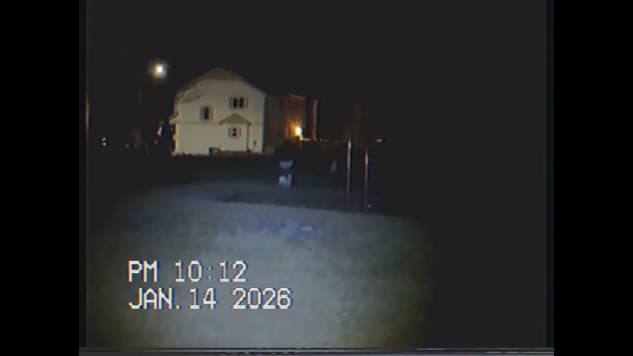 Jackrabbits in the playground at night