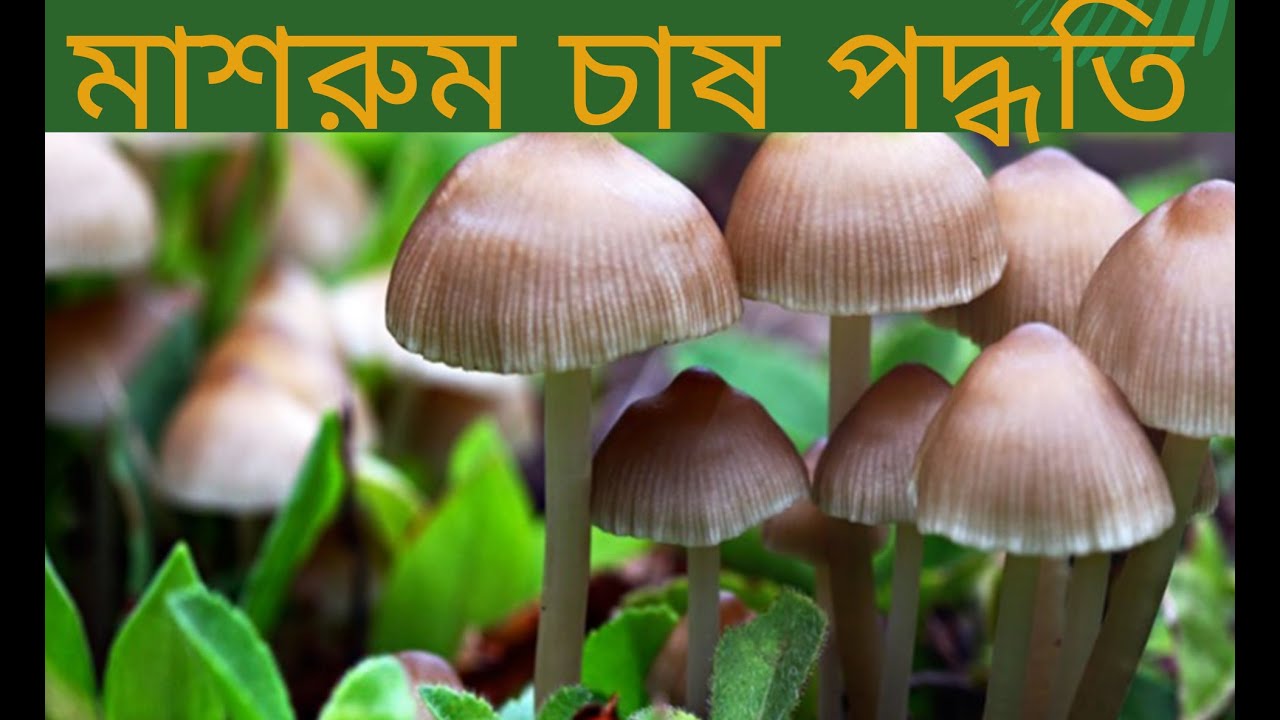 মাশরুম চাষ পদ্ধতি (Mushroom cultivation)