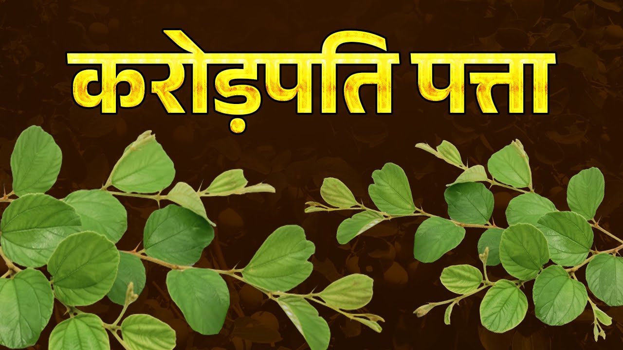 जिस दिन से ये पत्ता 😱 अपने घर में रखना सुरु करोगे उसी दिन से मालामाल बन जाओगे, करोड़पति बनोगे