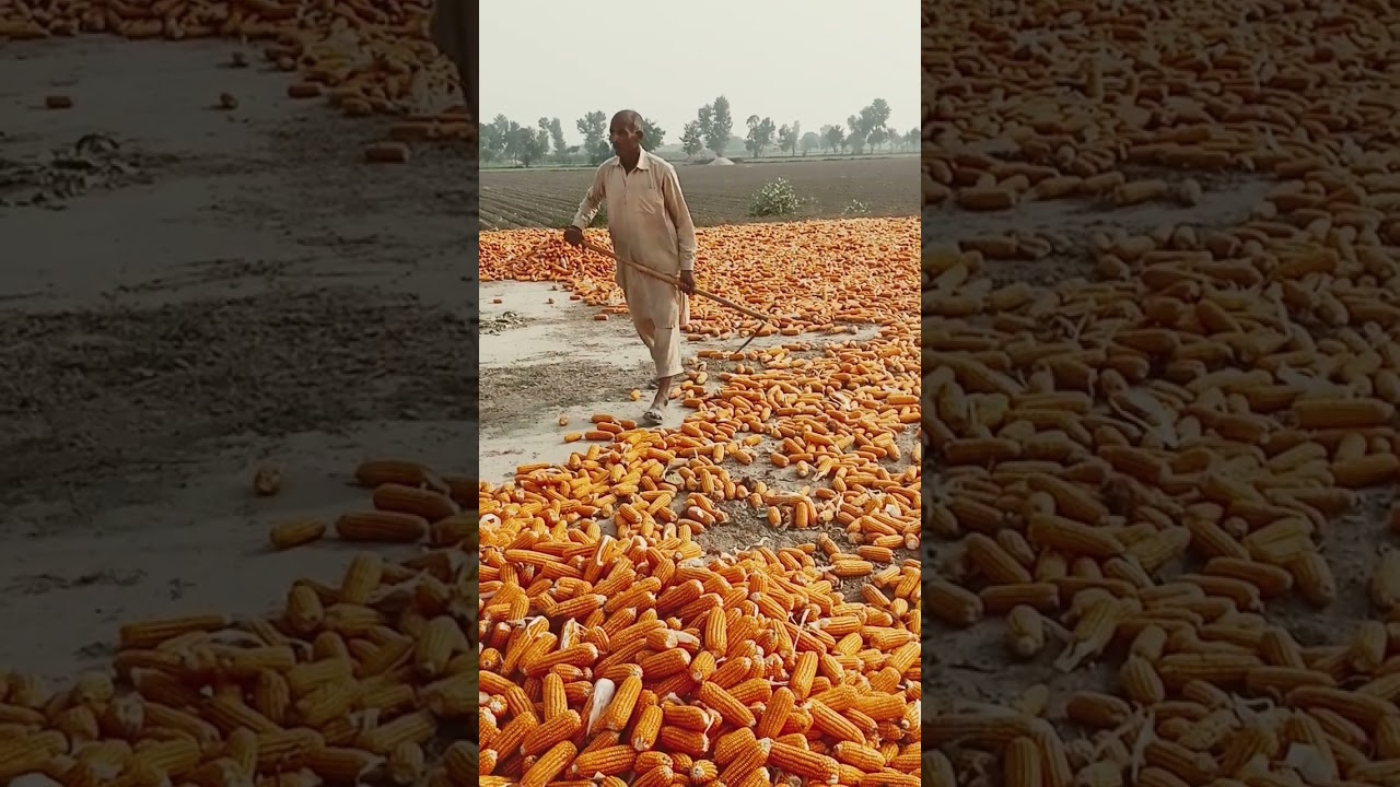 #Short #shortvideo #Viralshort #Trending #Shorts #cornwork #Hardwork#
