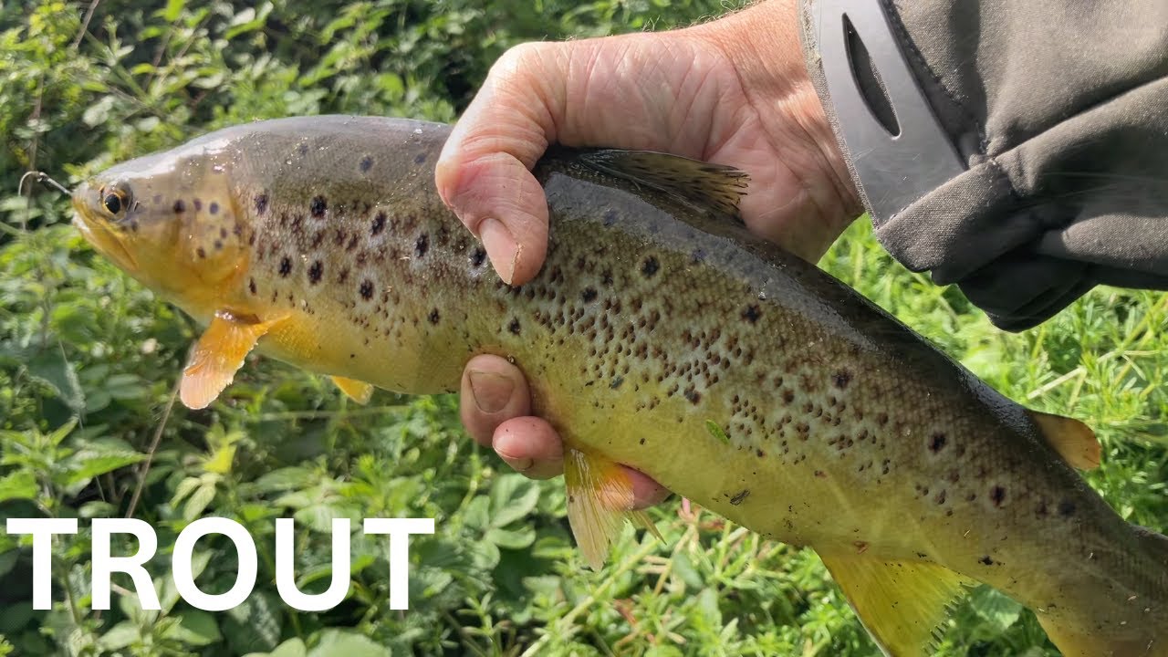 Trout Fishing Summer 2025