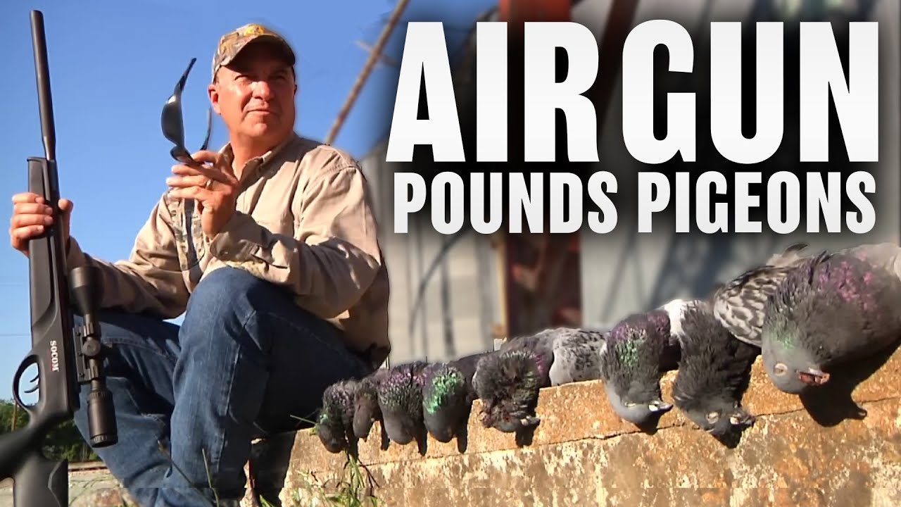Hunting With GAMO Air Rifles | Air Warren