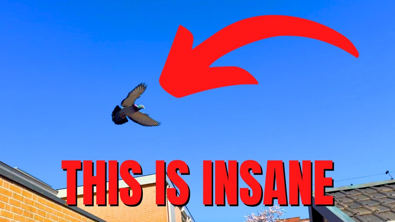 AMAZING First OFFICIAL Pigeon Race (MUST SEE)