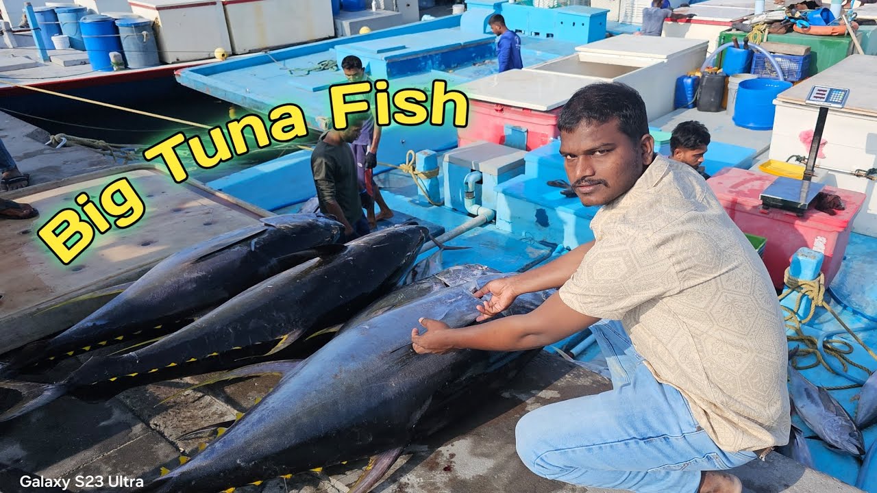 Big Tuna Fish 