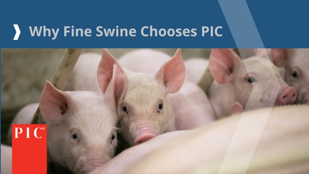 Achieving Swine Production Excellence | Fine Swine’s Success with PIC