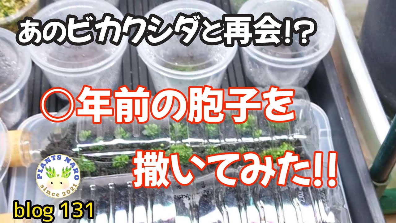 【復活なるか!?】あのビカクシダの古い胞子を撒いてみた🌱