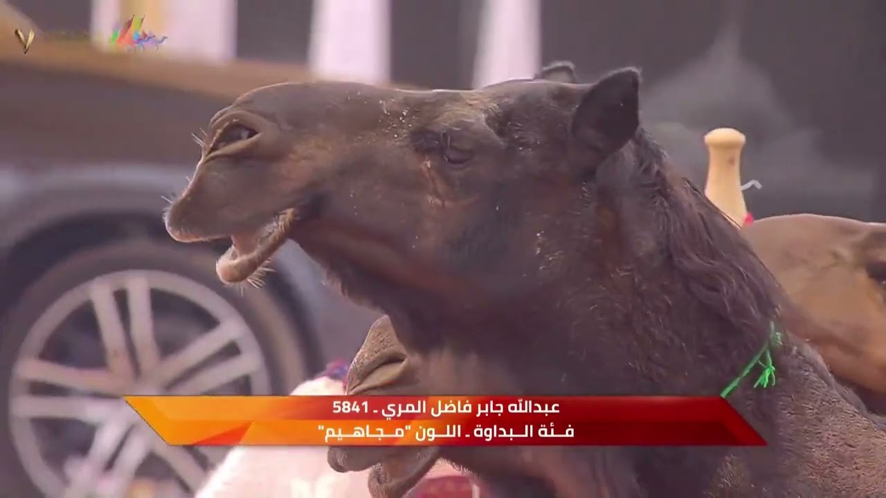 مشاركة المنقية في شوط البداوه 40 #مطبقات_البوخ #تلاد_الجزيرة #بن_فاضل #ابن_فاضل #آل_فاضل #آل_عذبه
