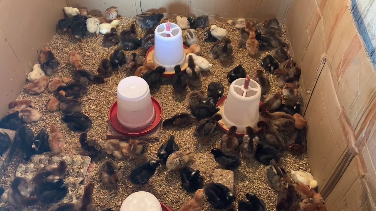 FFG (Kuroiler) chicks                  &  Big chicken laying eggs