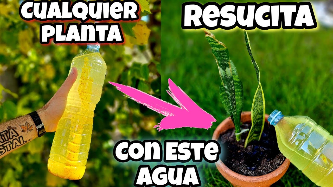 El AGUA que REVIVE CUALQUIER PLANTA! Abono Casero para Curar Plantas Enfermas, secas | Huerto urbano