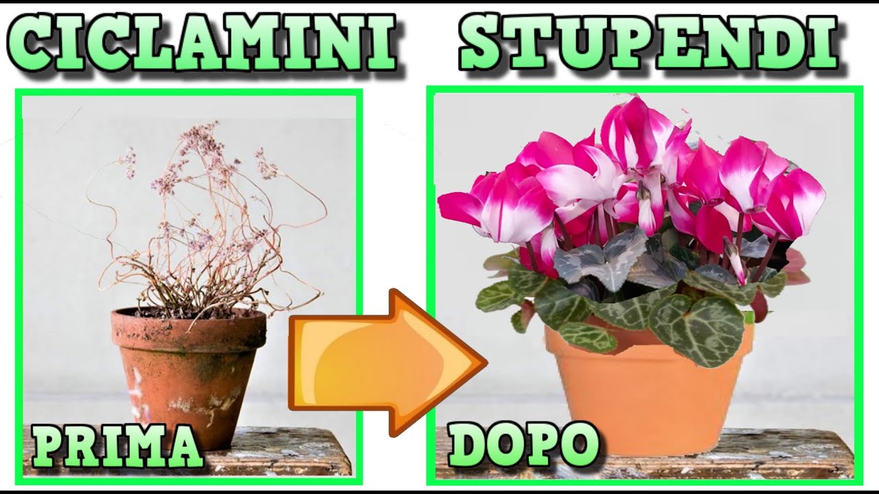 CICLAMINI, 7 REGOLE PER CURARLI , FARLI FIORIRE, RIPRODURRE ED  PIANTE INCREDIBILI TUTTO L' ANNO