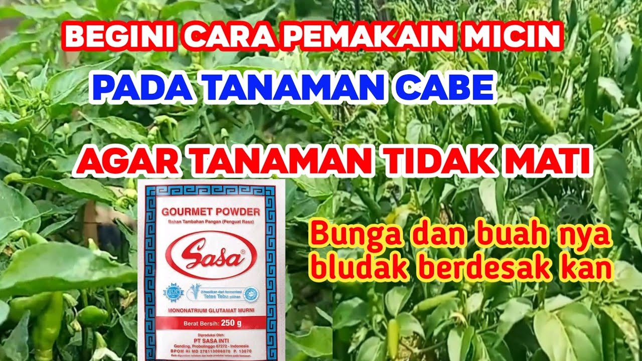 Dosis micin buat tanaman cabe Agar buah makin lebat