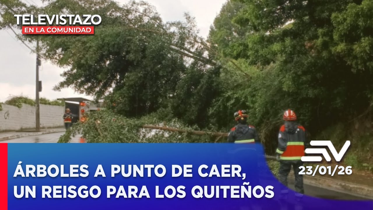 &Aacute;rboles a punto de caer, un reisgo para los quite&ntilde;os | Televistazo en la Comunidad Quito