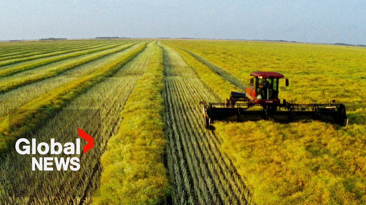 “A rough ride”: China imposes 75.8% tariff on Canadian canola, industry urges feds to act