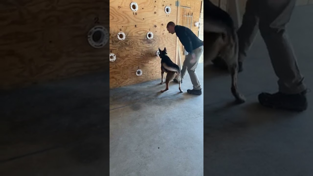 GI K9 - Detection Training
