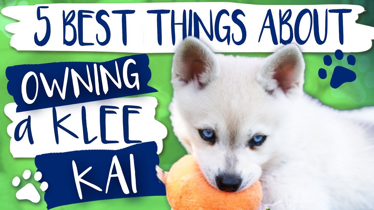 Alaskan Klee Kai | 5 Best things about owning a Klee Kai