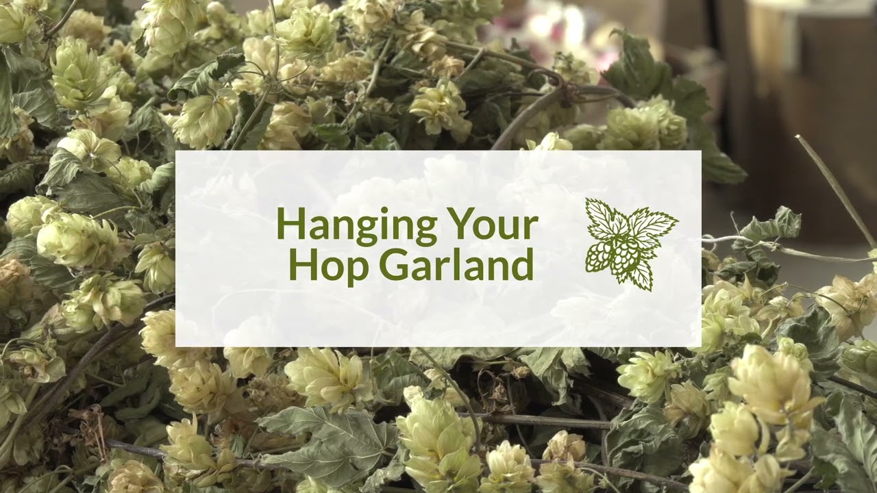 How to hang a dried hop garland