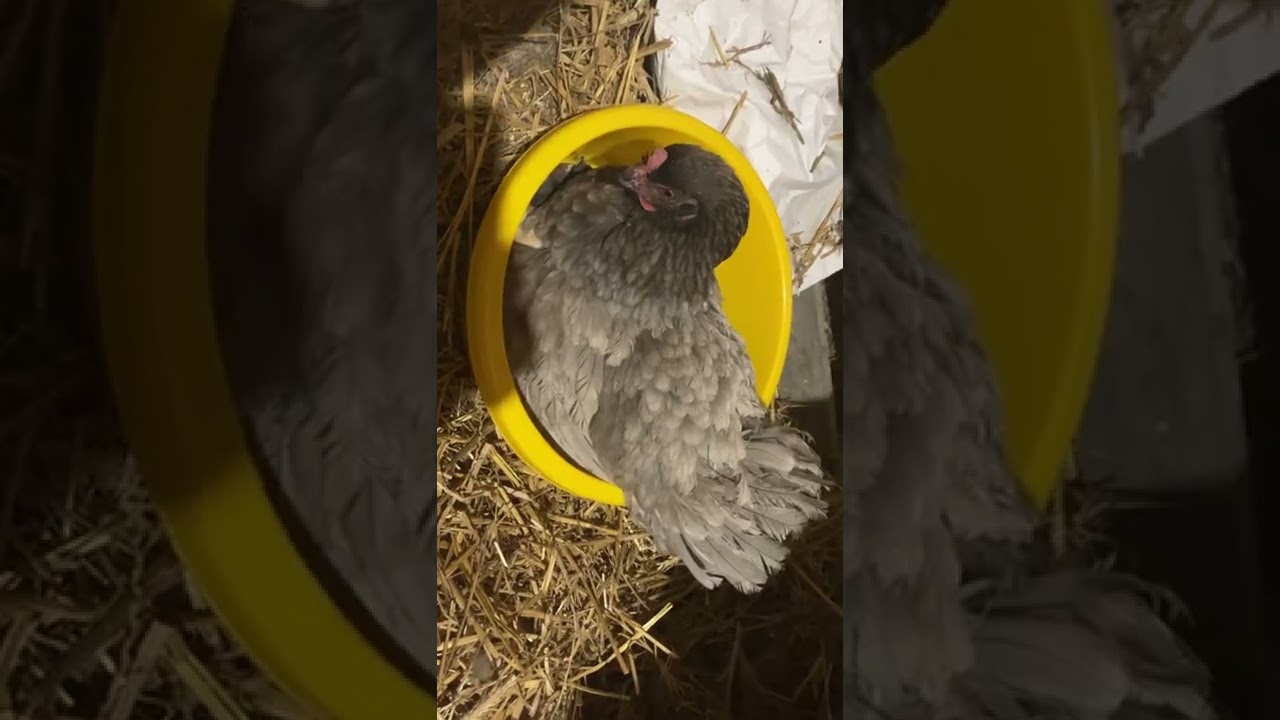Kura dominant została kwoką!