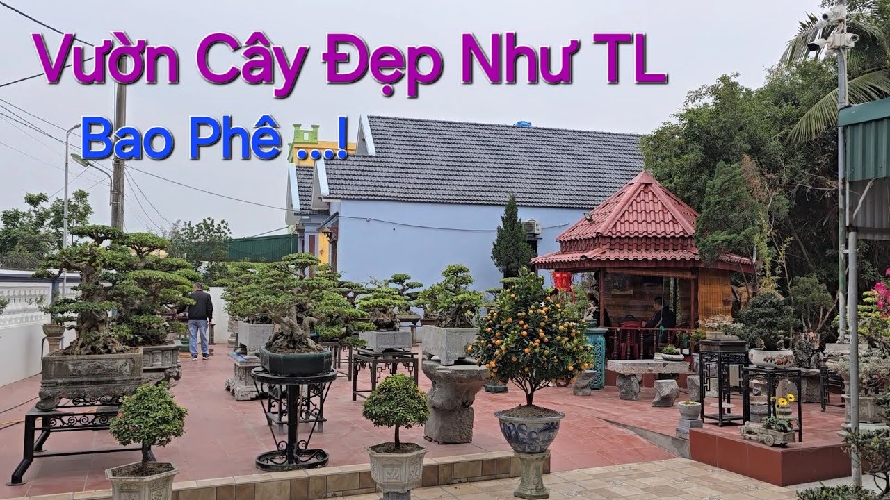 Chiêm Ngưỡng Mãn Nhãn VƯỜN CÂY ĐẸP NHƯ TRIỂN LÃM của anh TRUNG - Đông Hưng - Thái Bình .