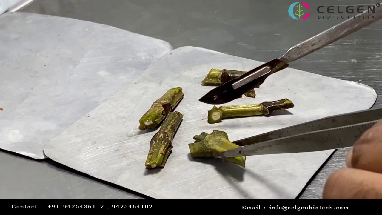 Tissue culture techniques for production of Teak plants