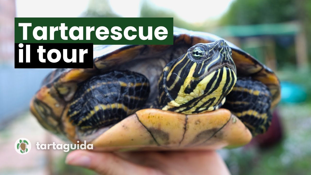 TartaRescue TOUR: abbiamo aperto il PRIMO rifugio di TARTARUGHE E RETTILI d'Italia