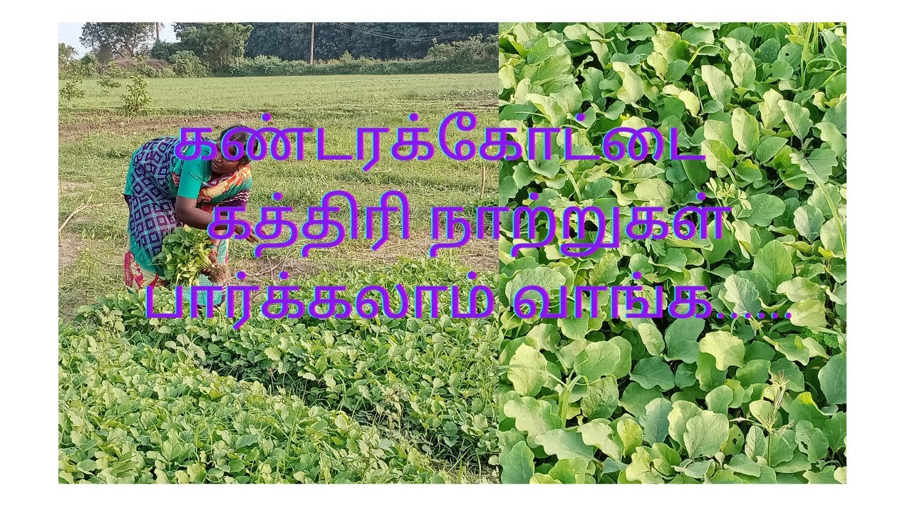 கண்டரக்கோட்டை கத்திரி நாற்றுகள் பார்க்கலாம் வாங்க......