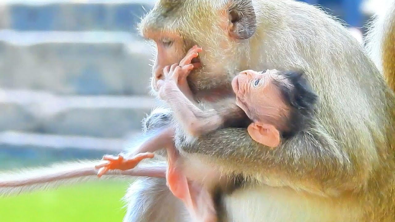 Monkey Mom's Unique Nursing Techniques—SVA daily life
