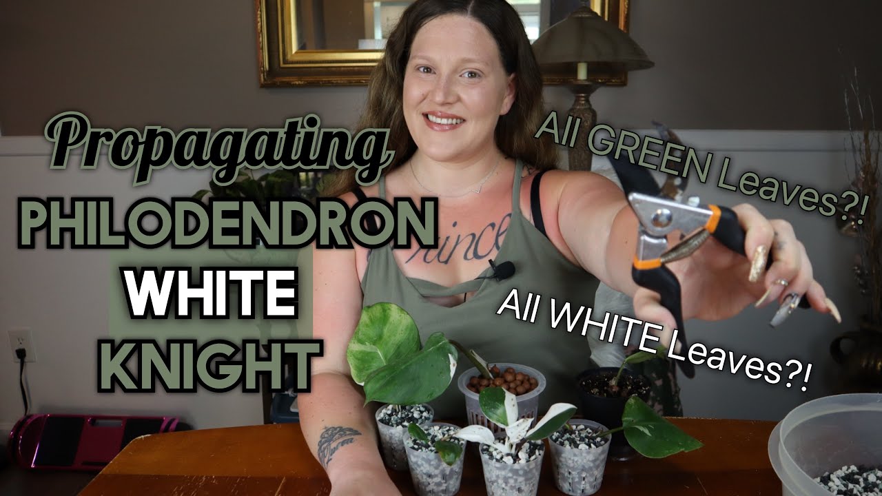 Philodendron White Knight Propagation! ||Aroid Propagation|| How to Propagate Aroids!