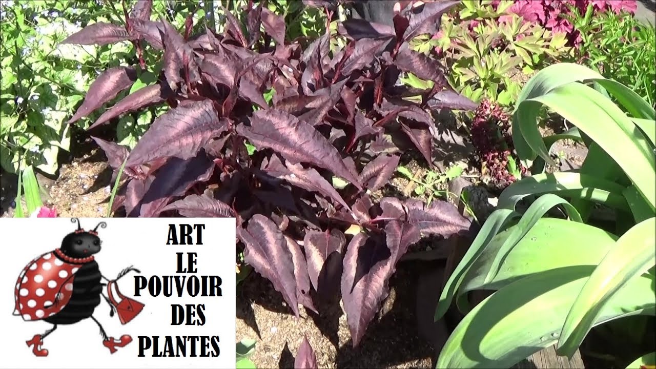 Conseil jardinage :Taille et entretien Persicaria amplexicolis(microcephala Red Dragon) : vivace