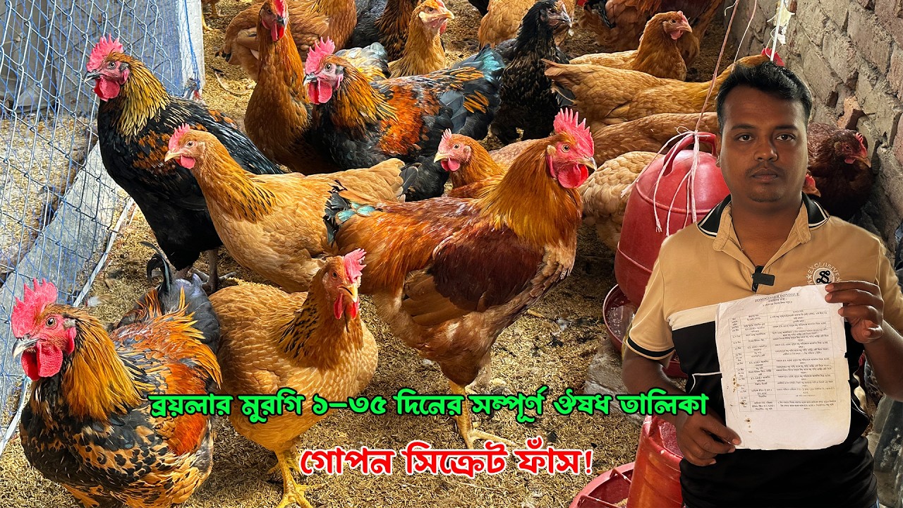 🔥 ব্রয়লার মুরগি ১–৩৫ দিনের সম্পূর্ণ ঔষধ তালিকা | খামারিদের গোপন সিক্রেট ফাঁস!