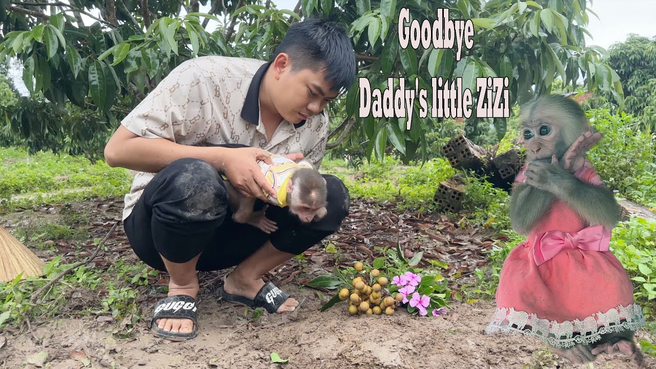 Dad and SinSin cried in pain as they said their final goodbyes to ZiZi 😭😭