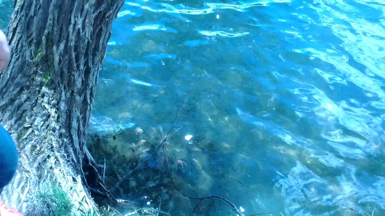 Goldfische in Birkensee frei lassen
