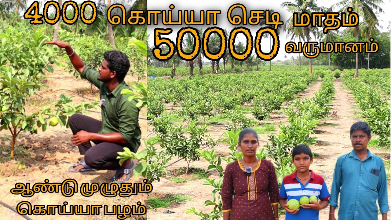 4000 கொய்யா செடி மாத வருமானம் 50,000 // ஆண்டு முழுவதும் கொய்யா // #pannaiveedu