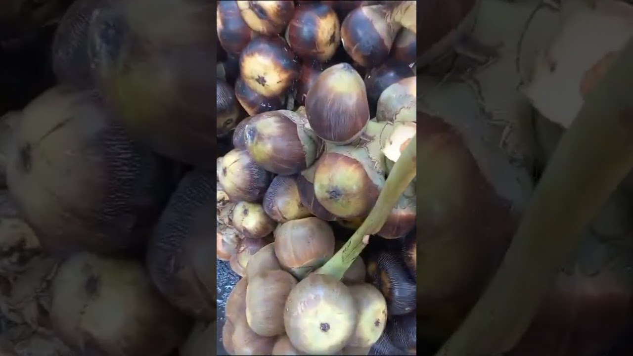 Buah lontar atau Siwalan? #lontar #shortvideo #fruit