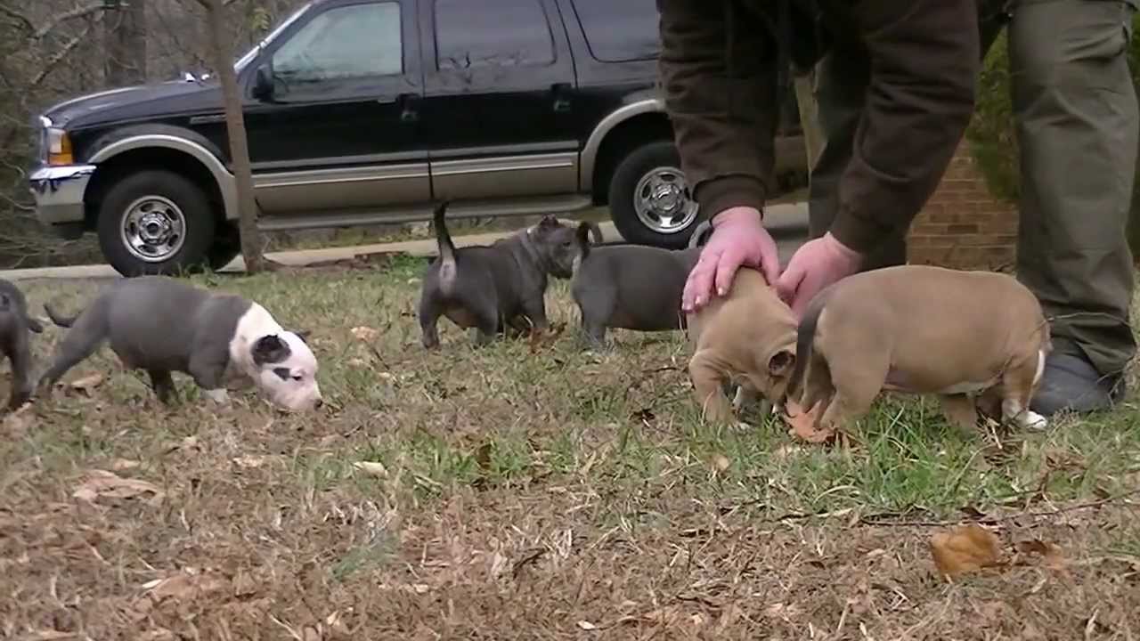 CAROLINA BULLY FARMS MONEYLINE GAME CHANGING PUPS