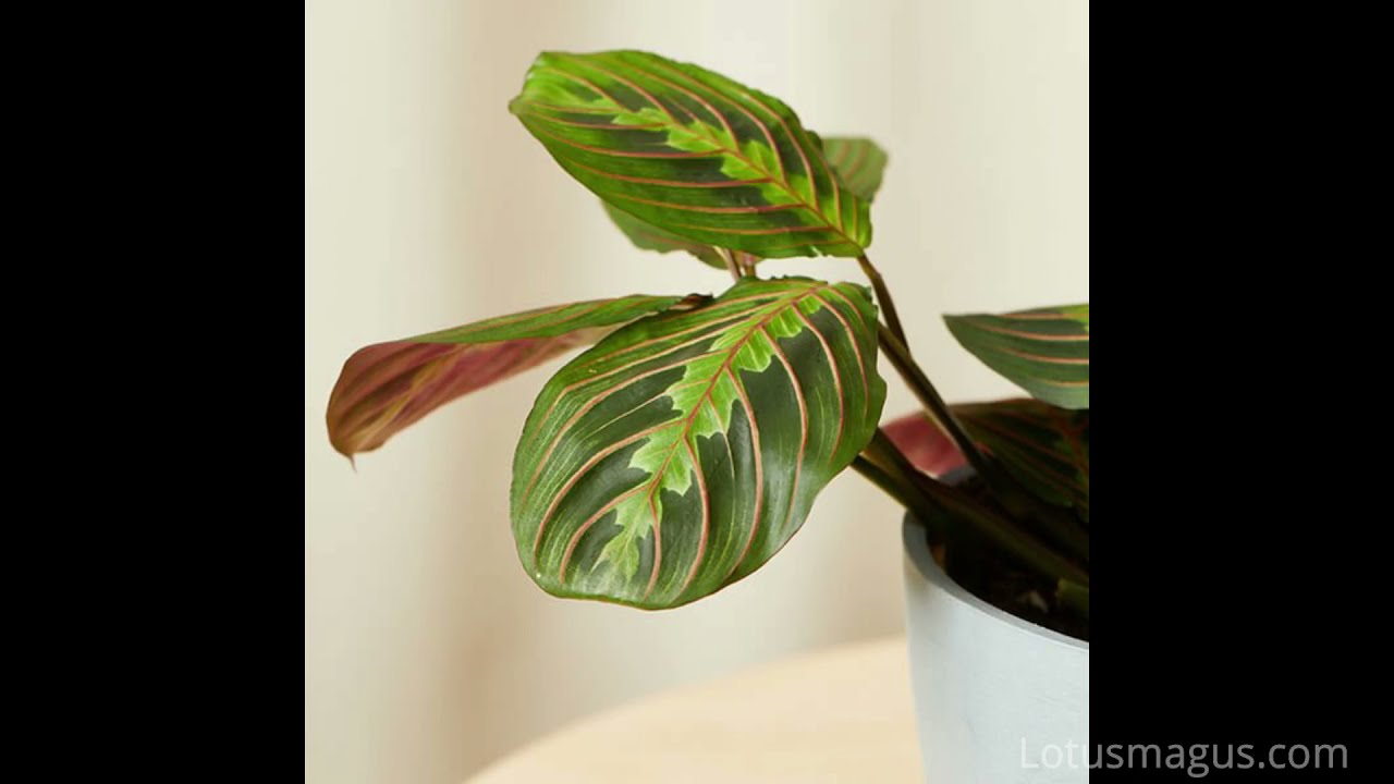 Prayer Plant Leaves Curling - Issue Fix with Better Understanding