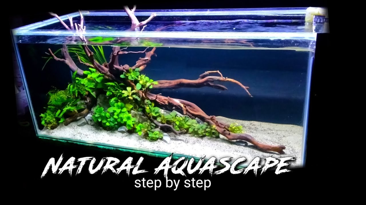 tutorial seting Natural Aquascape Anubias kayu rasamala #aquascape #aquarium #plantedtank #fishtank