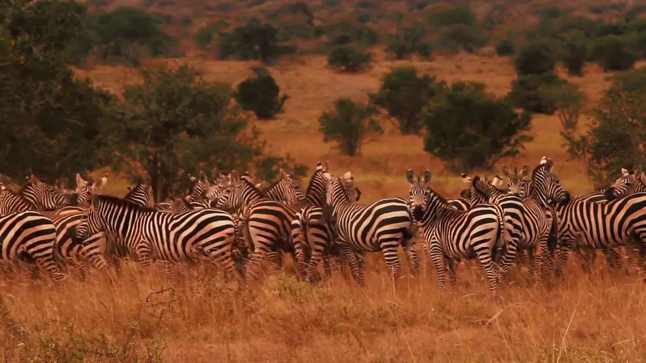 Bird's eye view of Mkomazi National Park, Tanzania