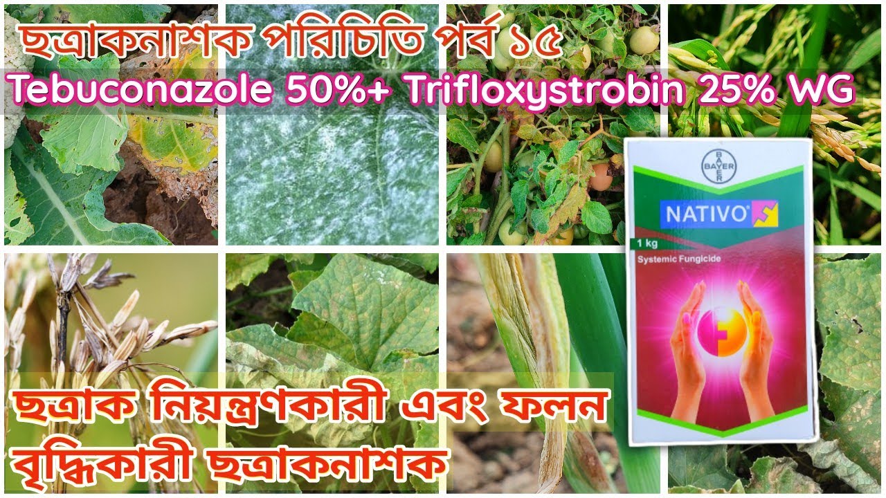 Nativo কোন কোন রোগের জন্য কখন, কিভাবে ব্যবহার করবেন।Tebuconazole50%+Trifloxystrobin25%WG