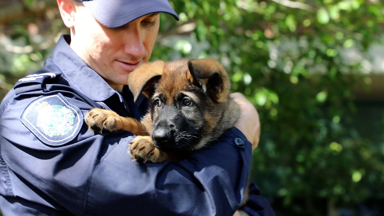 Police puppy reports for training
