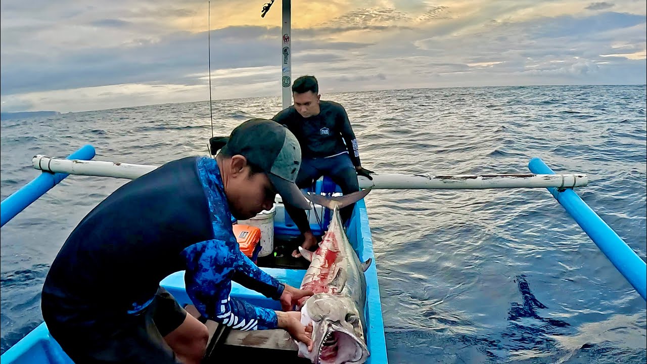 IKAN MONSTER DIAWAL TAHUN 2025 !!!