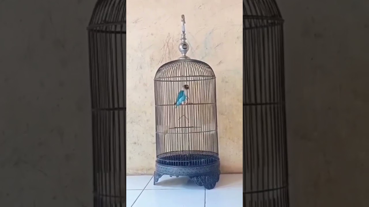 love bird jantan  #proses_konslet