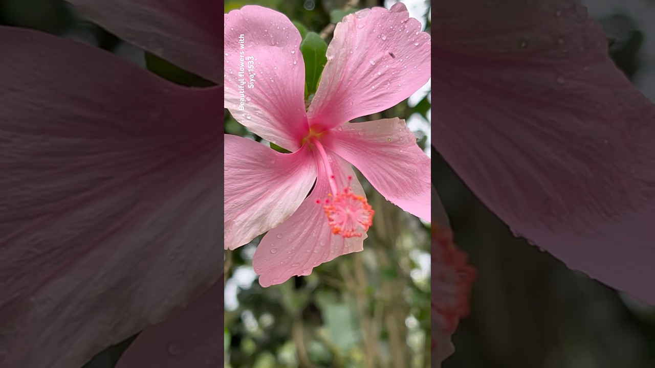 More beautiful multiple hibiscus flowers||Home Gardening|flowers#youtubeshorts#trendingshorts#shorts