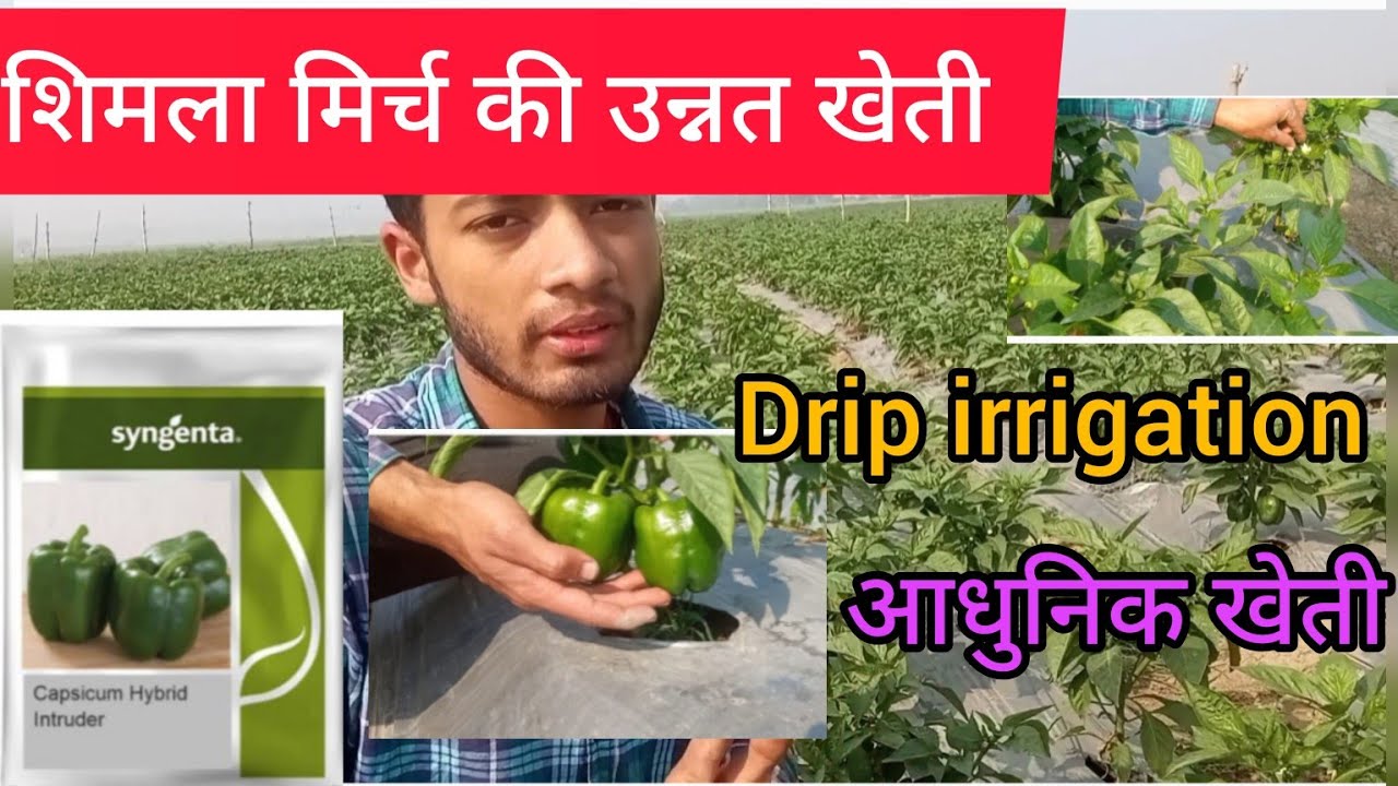Capsicum farming | syngenta intruder | capsicum seed | modern farming methods | Drip irrigation