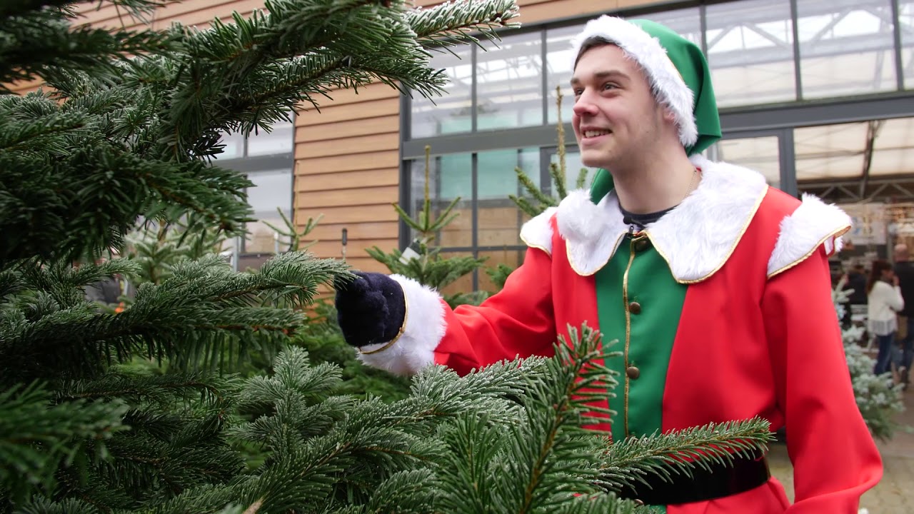 De mooiste kerstbomen koop je bij Intratuin Halsteren!